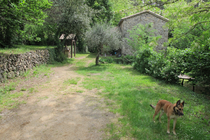 Chien en vacances